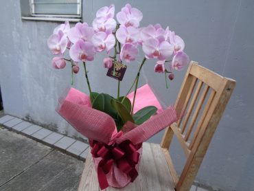 ミディ胡蝶蘭他お届け｜「緑花園」　（徳島県吉野川市の花キューピット加盟店 花屋）のブログ