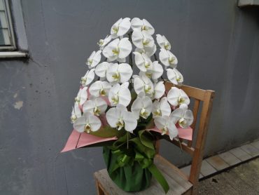 御供胡蝶蘭｜「緑花園」　（徳島県吉野川市の花キューピット加盟店 花屋）のブログ