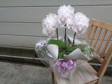 御供胡蝶蘭｜「緑花園」　（徳島県吉野川市の花キューピット加盟店 花屋）のブログ