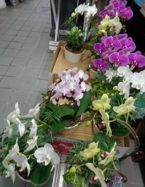 御歳暮にミニ胡蝶蘭｜「緑花園」　（徳島県吉野川市の花キューピット加盟店 花屋）のブログ