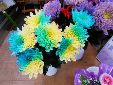２色の洋菊｜「花昭」　（神奈川県藤沢市の花キューピット加盟店 花屋）のブログ