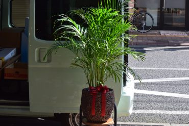 観葉植物のお届け♪｜「フラワーショップ花よど」　（熊本県天草市の花キューピット加盟店 花屋）のブログ
