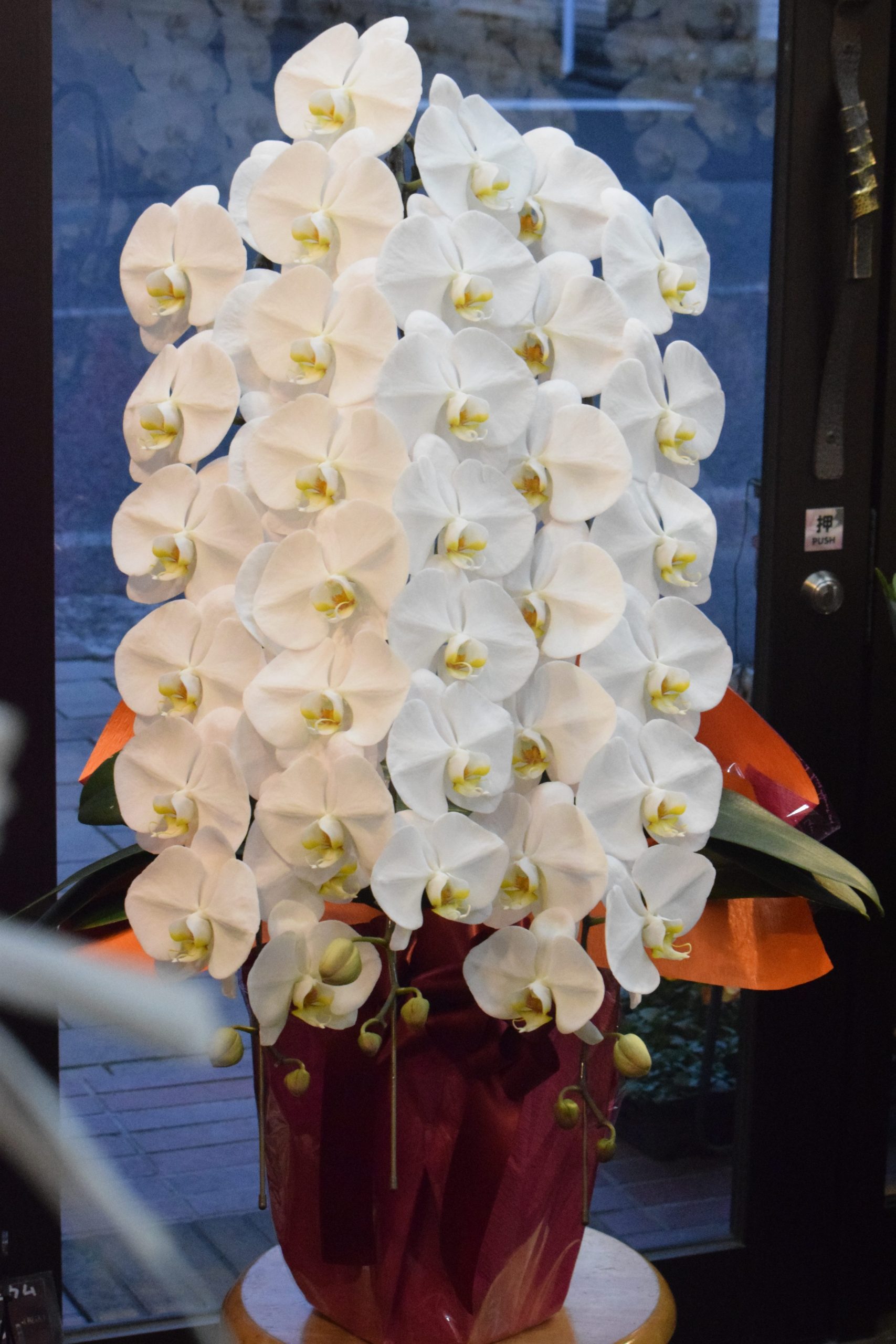 個展開催の胡蝶蘭のお届け｜「フラワーショップ花よど」　（熊本県天草市の花キューピット加盟店 花屋）のブログ