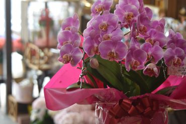 ミニ胡蝶蘭♪｜「フラワーショップ花よど」　（熊本県天草市の花キューピット加盟店 花屋）のブログ