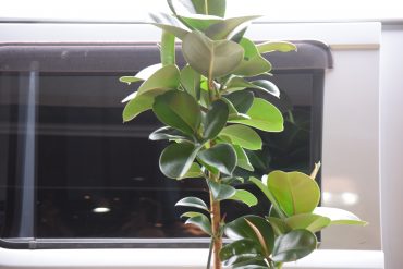 観葉植物♪｜「フラワーショップ花よど」　（熊本県天草市の花キューピット加盟店 花屋）のブログ