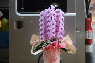 胡蝶蘭♪ピンク｜「フラワーショップ花よど」　（熊本県天草市の花キューピット加盟店 花屋）のブログ