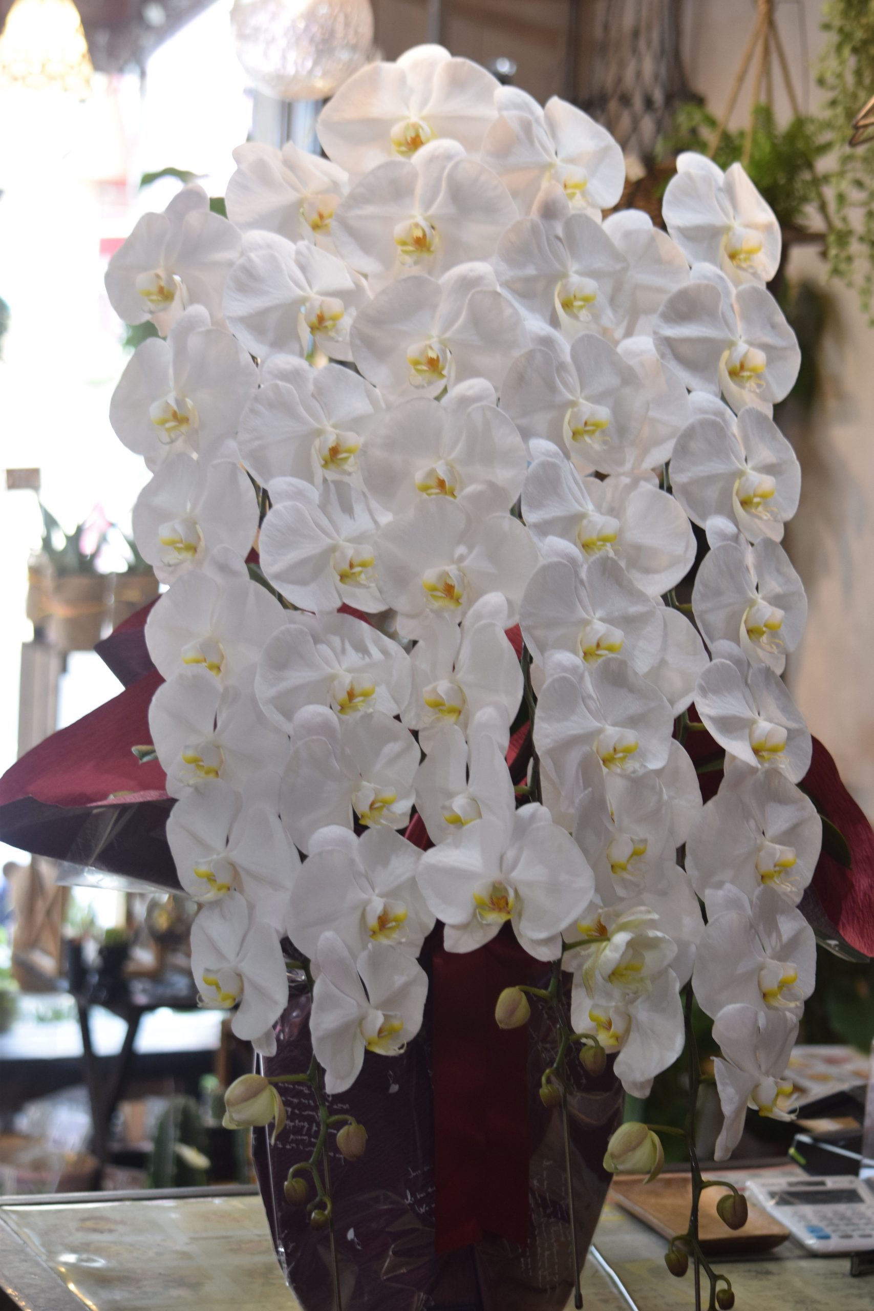 御祝胡蝶蘭のお届け｜「フラワーショップ花よど」　（熊本県天草市の花キューピット加盟店 花屋）のブログ