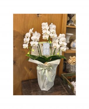 胡蝶蘭の御供ギフト｜「フローリスト飾り屋」　（鹿児島県鹿児島市の花キューピット加盟店 花屋）のブログ