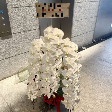 お祝いの胡蝶蘭お届け致しました！｜「銀座ニューフラワー」　（東京都中央区の花キューピット加盟店 花屋）のブログ