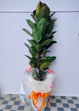 「根付く」｢根を張る｣｜「彩季舎」　（群馬県高崎市の花キューピット加盟店 花屋）のブログ