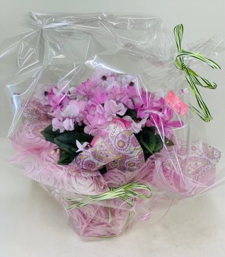 シクラメン「グランディエレガンス」｜「彩季舎」　（群馬県高崎市の花キューピット加盟店 花屋）のブログ