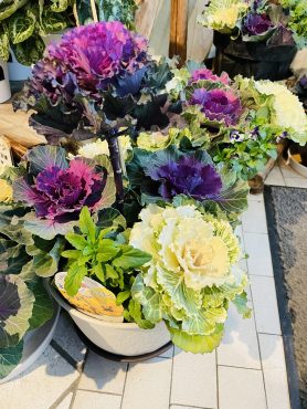昨日の鉢苗物（ハボタン祭り）｜「ポピー」　（京都府八幡市の花キューピット加盟店 花屋）のブログ