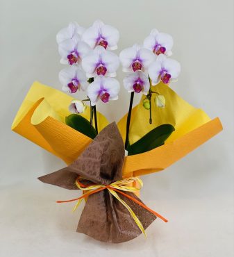 柳川町へお誕生祝いに胡蝶蘭｜「彩季舎」　（群馬県高崎市の花キューピット加盟店 花屋）のブログ