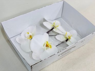 胡蝶蘭の髪飾り　前撮り｜「彩季舎」　（群馬県高崎市の花キューピット加盟店 花屋）のブログ