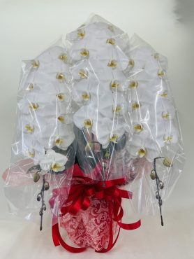お祝い　胡蝶蘭｜「彩季舎」　（群馬県高崎市の花キューピット加盟店 花屋）のブログ