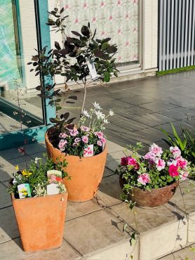 プランター　花壇　植え替え　承ります｜「彩季舎」　（群馬県高崎市の花キューピット加盟店 花屋）のブログ