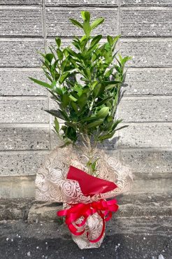 開所祝い　観葉植物｜「彩季舎」　（群馬県高崎市の花キューピット加盟店 花屋）のブログ