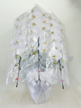 お供え　胡蝶蘭｜「彩季舎」　（群馬県高崎市の花キューピット加盟店 花屋）のブログ