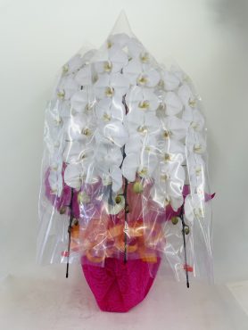 お祝い　胡蝶蘭｜「彩季舎」　（群馬県高崎市の花キューピット加盟店 花屋）のブログ