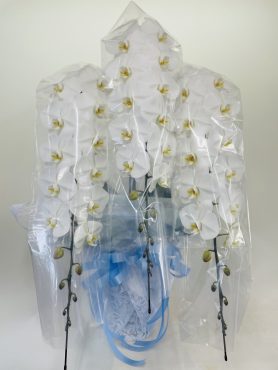 お供え　胡蝶蘭｜「彩季舎」　（群馬県高崎市の花キューピット加盟店 花屋）のブログ
