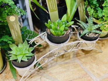 ハオルチア｜「彩季舎」　（群馬県高崎市の花キューピット加盟店 花屋）のブログ