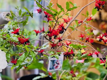 デイズニー好きには｜「彩季舎」　（群馬県高崎市の花キューピット加盟店 花屋）のブログ