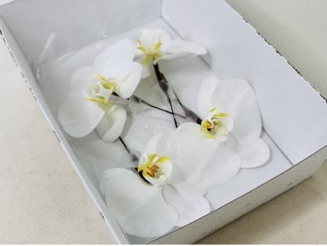 胡蝶蘭の髪飾り　前撮り｜「彩季舎」　（群馬県高崎市の花キューピット加盟店 花屋）のブログ