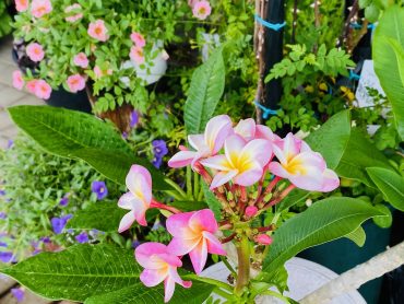 プルメリア｜「彩季舎」　（群馬県高崎市の花キューピット加盟店 花屋）のブログ