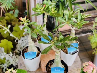 砂漠のバラ｜「彩季舎」　（群馬県高崎市の花キューピット加盟店 花屋）のブログ