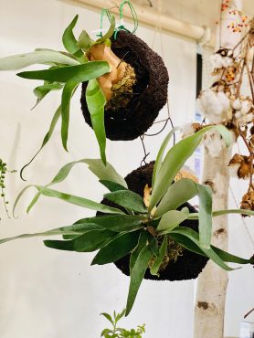 ヴィーチー｜「彩季舎」　（群馬県高崎市の花キューピット加盟店 花屋）のブログ