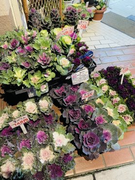 ハボタン祭（入荷情報）｜「ポピー」　（京都府八幡市の花キューピット加盟店 花屋）のブログ