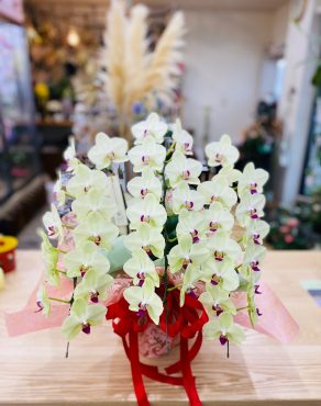 ミディ胡蝶蘭｜「彩季舎」　（群馬県高崎市の花キューピット加盟店 花屋）のブログ
