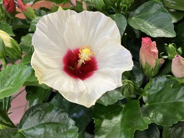 トロピカル？？｜「花はあんどう」　（鳥取県倉吉市の花キューピット加盟店 花屋）のブログ