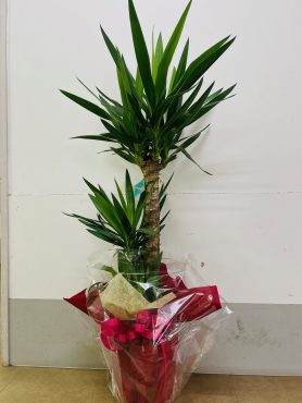 ユッカ「青年の木」｜「彩季舎」　（群馬県高崎市の花キューピット加盟店 花屋）のブログ