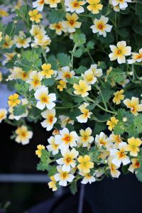 穏やかな天気｜「アライ花店」　（山形県山形市の花キューピット加盟店 花屋）のブログ