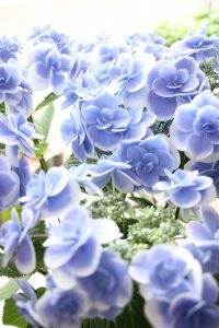 もうすぐ母の日！｜「アライ花店」　（山形県山形市の花キューピット加盟店 花屋）のブログ