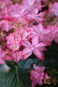 潤いの雨｜「アライ花店」　（山形県山形市の花キューピット加盟店 花屋）のブログ