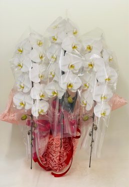 お祝いに胡蝶蘭｜「彩季舎」　（群馬県高崎市の花キューピット加盟店 花屋）のブログ