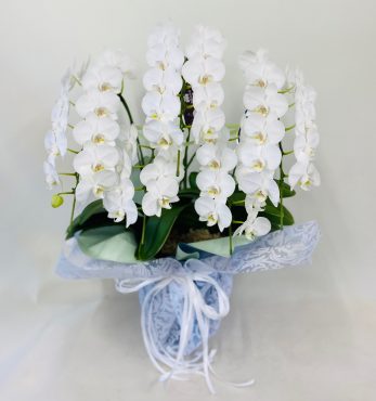 お供え　胡蝶蘭｜「彩季舎」　（群馬県高崎市の花キューピット加盟店 花屋）のブログ
