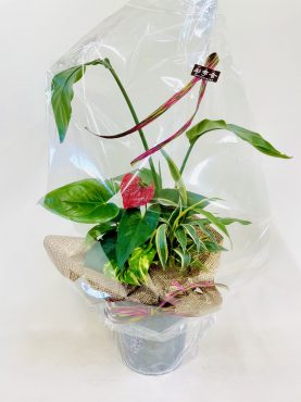 周年祝い　プランツアレンジ｜「彩季舎」　（群馬県高崎市の花キューピット加盟店 花屋）のブログ