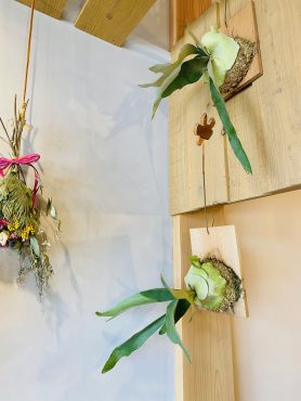コウモリラン｜「彩季舎」　（群馬県高崎市の花キューピット加盟店 花屋）のブログ