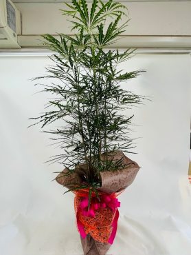 開店祝い　観葉植物｜「彩季舎」　（群馬県高崎市の花キューピット加盟店 花屋）のブログ