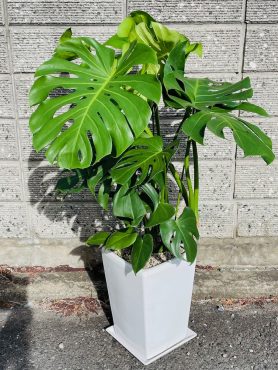 「嬉しい便り」｜「彩季舎」　（群馬県高崎市の花キューピット加盟店 花屋）のブログ