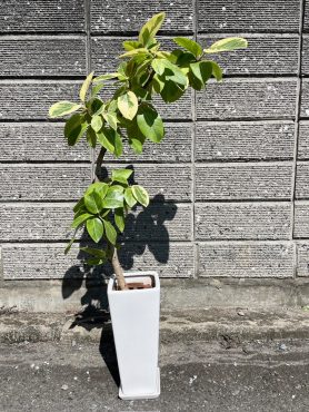 フィカス・アルテシマ｜「彩季舎」　（群馬県高崎市の花キューピット加盟店 花屋）のブログ