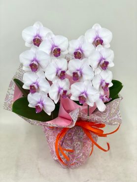 ピンクリップのミディー胡蝶蘭｜「彩季舎」　（群馬県高崎市の花キューピット加盟店 花屋）のブログ