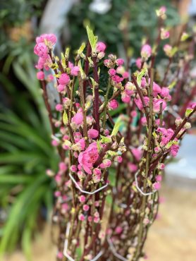上巳の節句｜「彩季舎」　（群馬県高崎市の花キューピット加盟店 花屋）のブログ