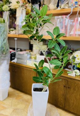 新社屋完成のお祝いに観葉植物｜「彩季舎」　（群馬県高崎市の花キューピット加盟店 花屋）のブログ