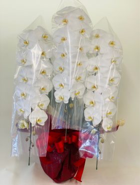 お誕生日のお祝い　胡蝶蘭｜「彩季舎」　（群馬県高崎市の花キューピット加盟店 花屋）のブログ