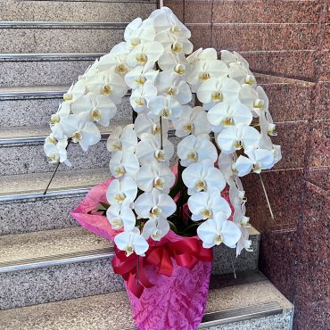 お祝い胡蝶蘭5本立ち｜「銀座ニューフラワー」　（東京都中央区の花キューピット加盟店 花屋）のブログ