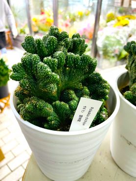 本日の鉢苗物入荷（雷神閣・ポインセチア・葉ボタン他）｜「ポピー」　（京都府八幡市の花キューピット加盟店 花屋）のブログ